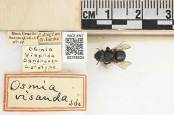 Media type: image;   Entomology 793326 Aspect: Labels